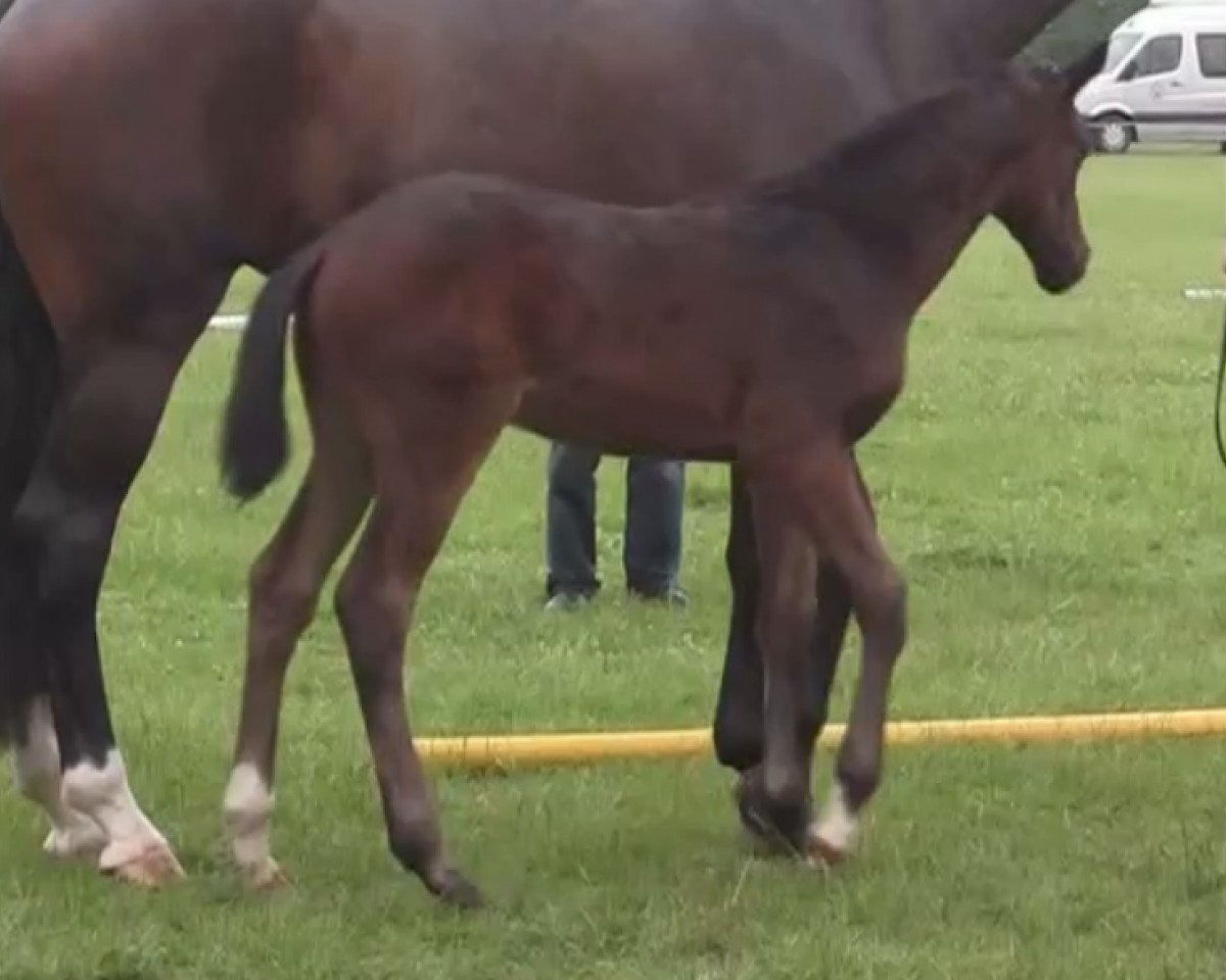 horse Quitana (Westphalian, 2014, from Quipeggio)
