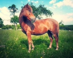 horse Caspian (Welsh Mix, 2010)