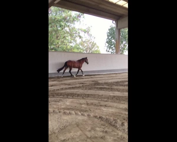 Video of Luciana 90