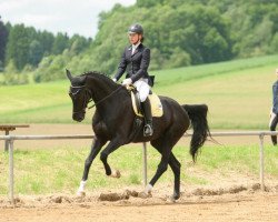 dressage horse Scarlett Rose (Oldenburger, 2007, from Sandro Hit)