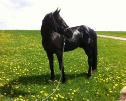 dressage horse Born to be wild 2 (Oldenburg, 2002, from Best Before Midnight)