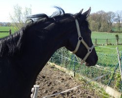 broodmare Elaijah (Westphalian, 2009, from Ehrenstolz)