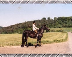 Zuchtstute Halka S 26020 (Schweres Warmblut, 1980, von Eros Mo 1222)