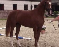 dressage horse Despinosa (Westphalian, 2011, from De Niro)