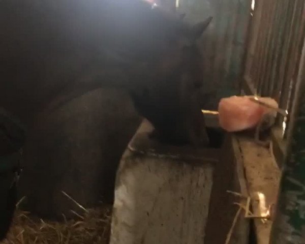 Video of Fabo San