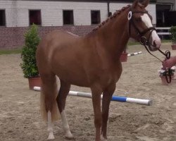 Zuchtstute Donna Carolina (Deutsches Reitpony, 2011, von FS Don't Worry)