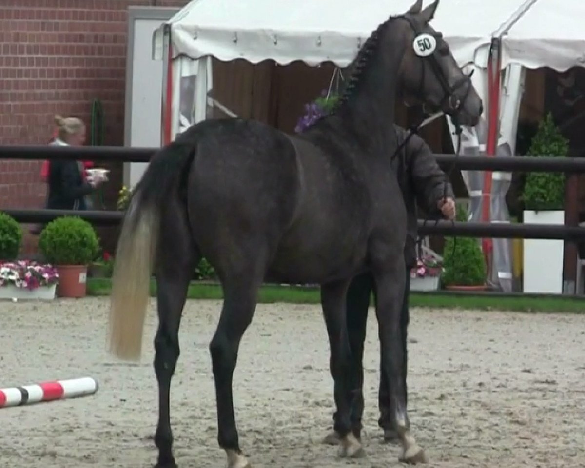 broodmare Collier Deluxe (Westphalian, 2011, from Colbert GTI)