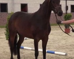 broodmare Fillippa (Westphalian, 2011, from Flatrate)