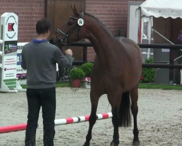 dressage horse Stute von Rock Forever (Westphalian, 2011, from Rock Forever NRW)