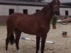 broodmare Carissma (Westphalian, 2011, from Congress 4)