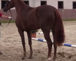 broodmare Funkenmariechen (Westphalian, 2011, from Fürst Wilhelm)