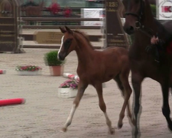dressage horse Sabiya (Westphalian, 2014, from Stanford)