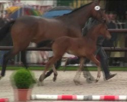 dressage horse Sommerliebe 6 (Westphalian, 2014, from Stanford 9)