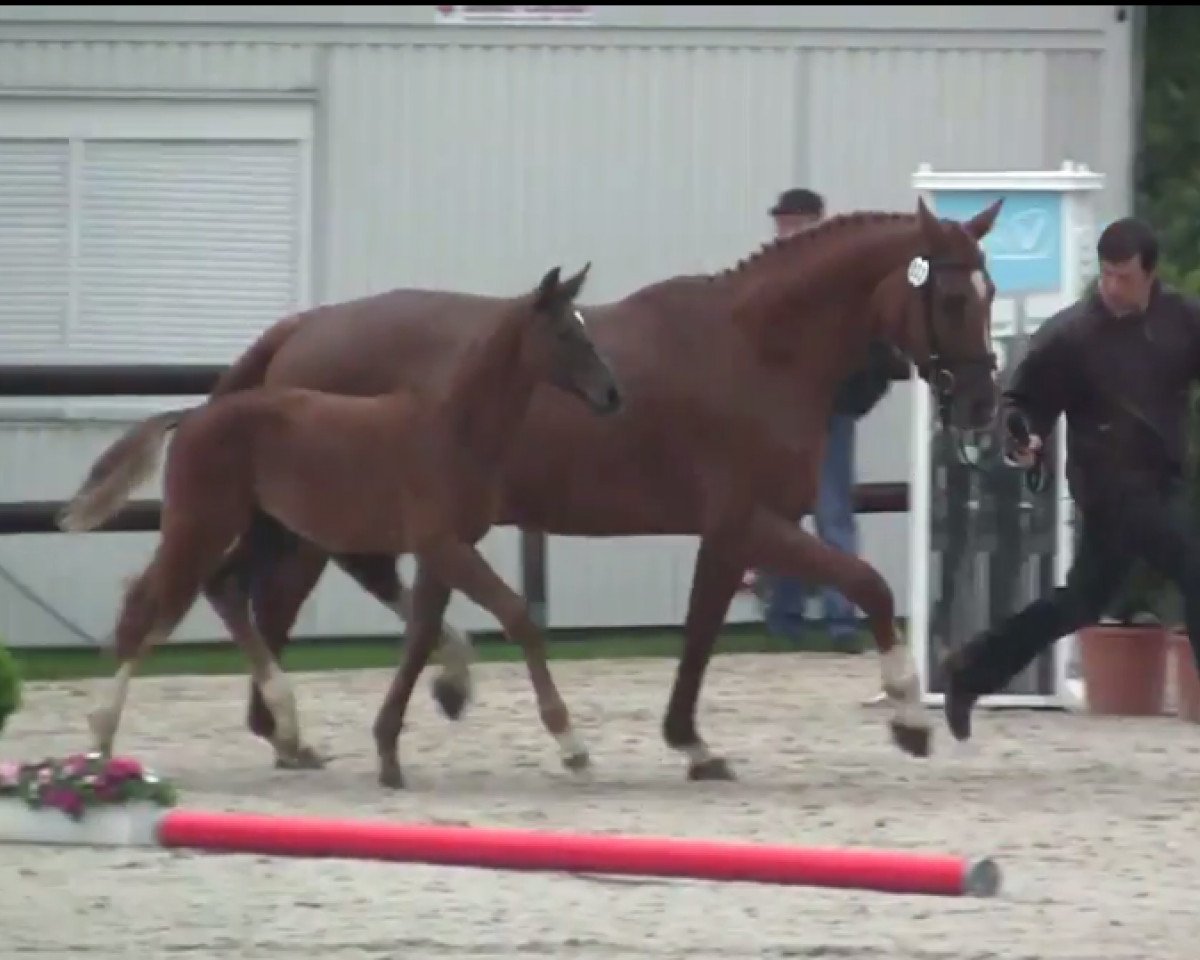 Springpferd Hengst von Hermes de Lux (Westfale, 2014, von Hermes de Lux)