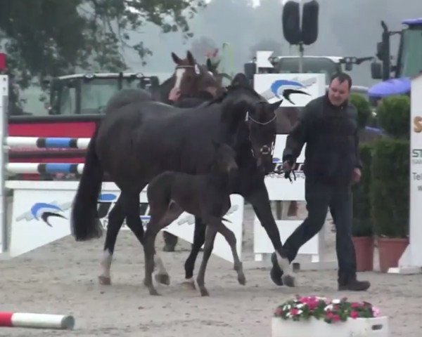 Springpferd Hengst von Cador (Westfale, 2014, von Cador 5)