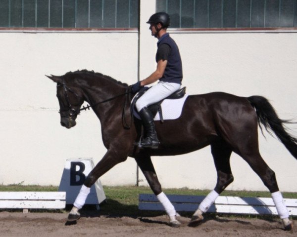 Dressurpferd Sonnenglanz (Trakehner, 2010, von Delikat)