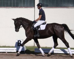 dressage horse Sonnenglanz (Trakehner, 2010, from Delikat)