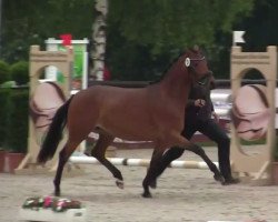 broodmare Creme de la Creme JSO (German Riding Pony, 2011, from FS Champion de Luxe)