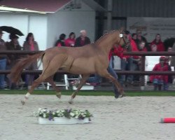 Zuchtstute Dolores BE (Deutsches Reitpony, 2011, von Dornik B)