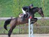 jumper Quick-Jack (KWPN (Royal Dutch Sporthorse), 2000, from Quick Star)