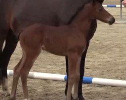 jumper Top Cessy (German Riding Pony, 2014, from Fleedwood WV)