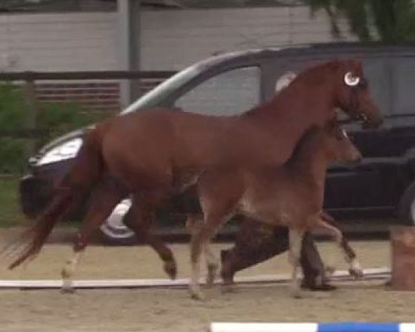 jumper Betty 281 (German Riding Pony, 2014, from Top Berlin)