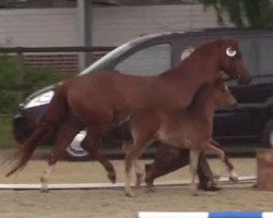 Springpferd Betty 281 (Deutsches Reitpony, 2014, von Top Berlin)