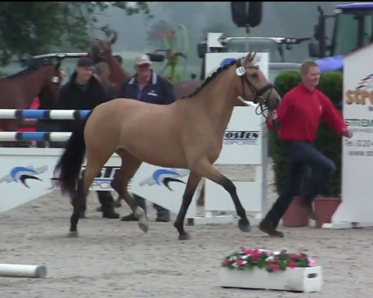 Zuchtstute Charlene Soraya (Westfale, 2011, von NK Cyrill)