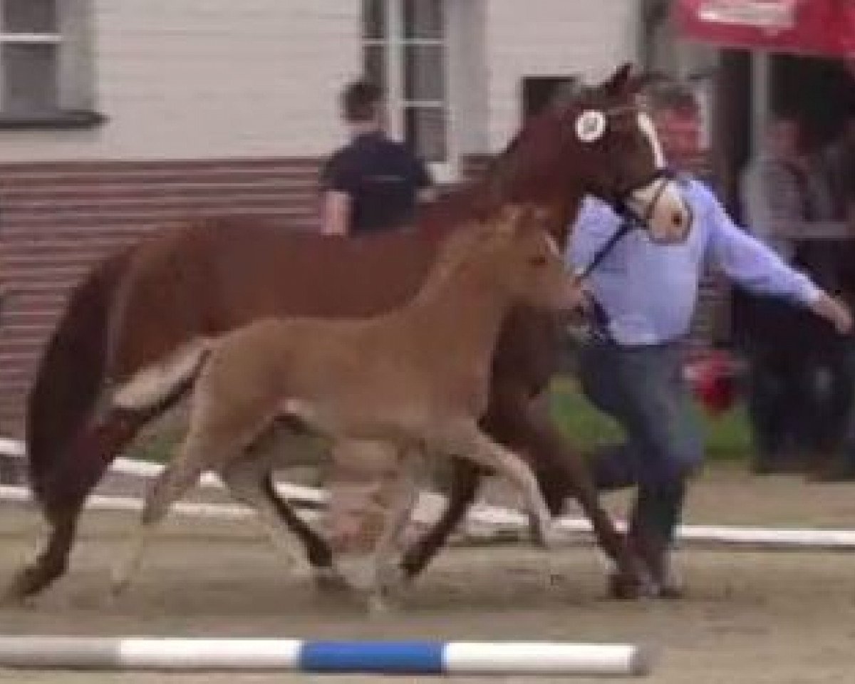 dressage horse Clementinchen (German Riding Pony, 2014, from Top Christobell)