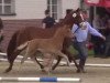 dressage horse Clementinchen (German Riding Pony, 2014, from Top Christobell)