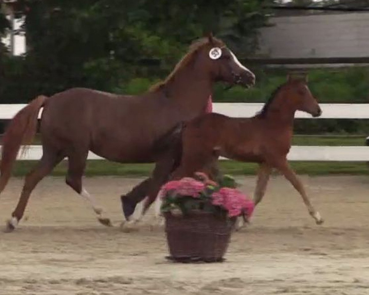 jumper Hengst von Top Berlin (German Riding Pony, 2014, from Top Berlin)