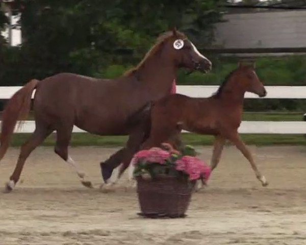 Springpferd Hengst von Top Berlin (Deutsches Reitpony, 2014, von Top Berlin)