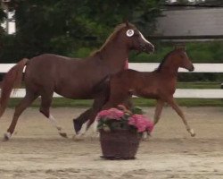 Springpferd Hengst von Top Berlin (Deutsches Reitpony, 2014, von Top Berlin)