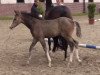 dressage horse Top Cleo (German Riding Pony, 2014, from Top Christobell)