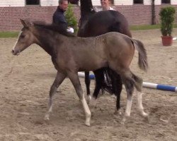 Dressurpferd Top Cleo (Deutsches Reitpony, 2014, von Top Christobell)