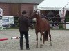 Springpferd Moonlight Princess G (Deutsches Reitpony, 2011, von Top Montreal)