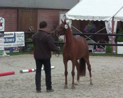 Springpferd Moonlight Princess G (Deutsches Reitpony, 2011, von Top Montreal)