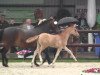 dressage horse Derbysieger JSO (Westphalian, 2014, from Dimension AT NRW)