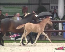 dressage horse Derbysieger JSO (Westphalian, 2014, from Dimension AT NRW)