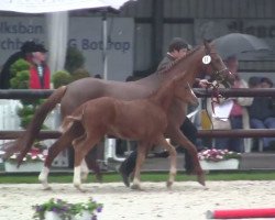 Springpferd Toffino (Deutsches Reitpony, 2014, von Fleedwood WV)