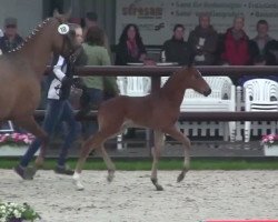 dressage horse Doctor Mo (German Riding Pony, 2014, from Dance Star AT)