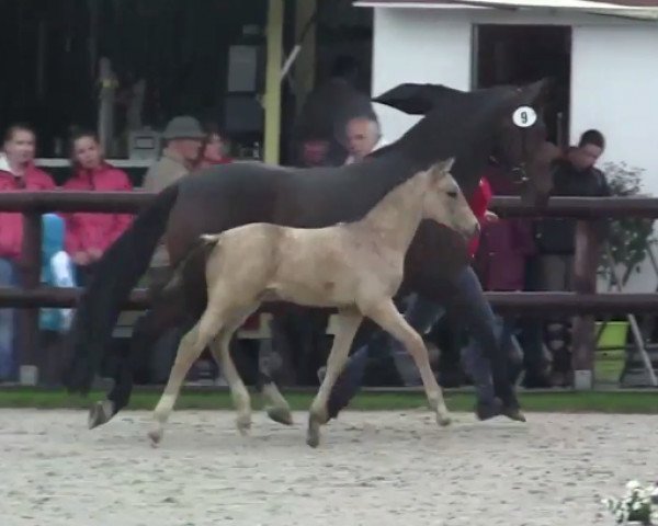 dressage horse Stute von FS Champion de Luxe (German Riding Pony, 2014, from FS Champion de Luxe)