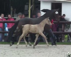 Dressurpferd Stute von FS Champion de Luxe (Deutsches Reitpony, 2014, von FS Champion de Luxe)