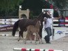 horse Golden Girl 175 (German Riding Pony, 2014, from Going East)