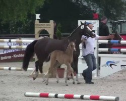 horse Golden Girl 175 (German Riding Pony, 2014, from Going East)