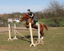 Springpferd GiS Laffitte (Deutsches Reitpferd, 1992, von Landsturm)