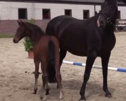 dressage horse Hengst von Franziskus (Westphalian, 2014, from Franziskus FRH)