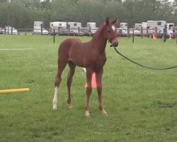 Springpferd Casper (Westfale, 2014, von Cinsey)