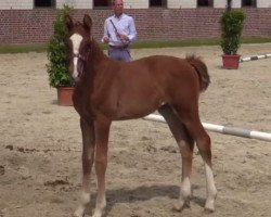 broodmare Francis (Westphalian, 2014, from Franziskus FRH)