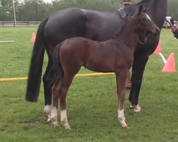 dressage horse Stute von Franziskus (Westphalian, 2014, from Franziskus FRH)